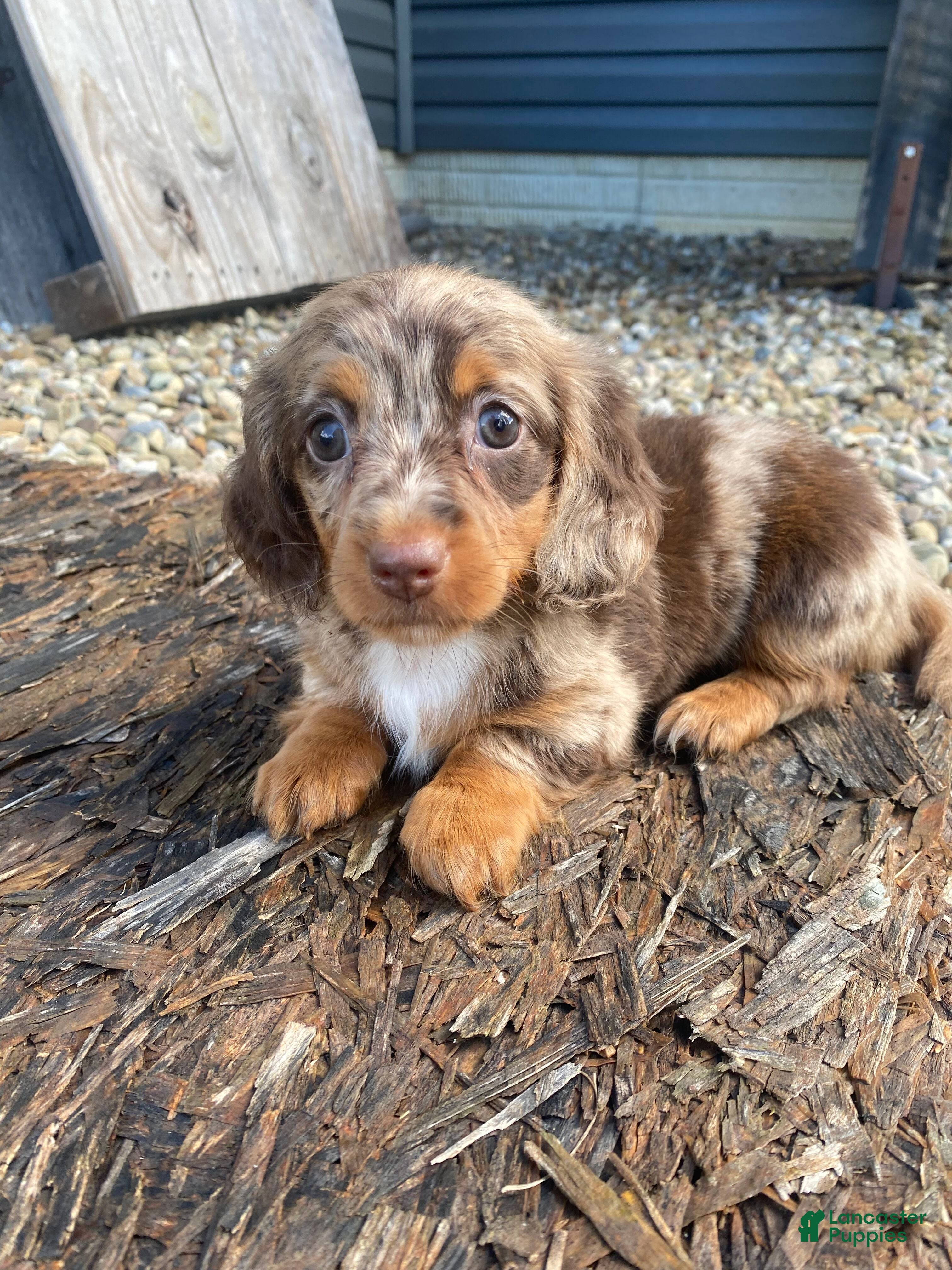Miniature Dachshund dogs Nora - Ad 2