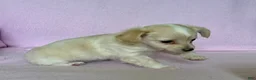 Chiweenie dogs for sale:  Sophia - Ad 7
