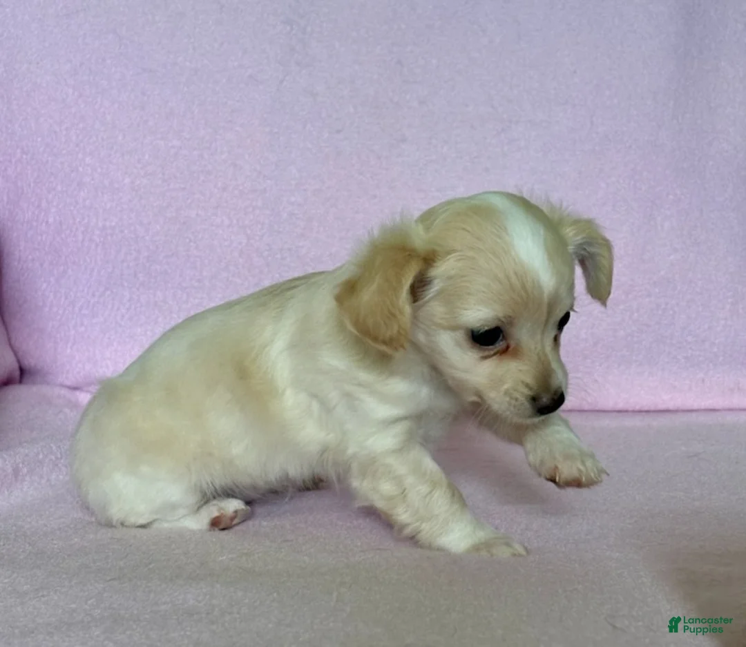 Chiweenie dogs for sale:  Sophia - Ad 7