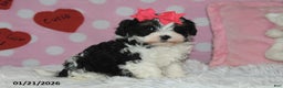 Lhasapoo dogs for sale: Juliet - Ad 4