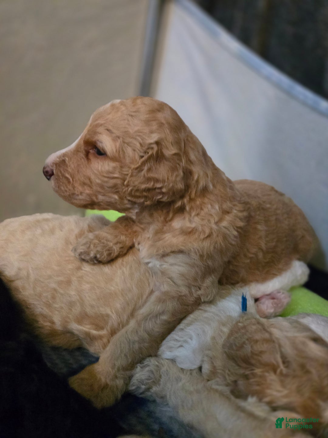 Mixed Breed dogs for sale: Aj - Ad 7