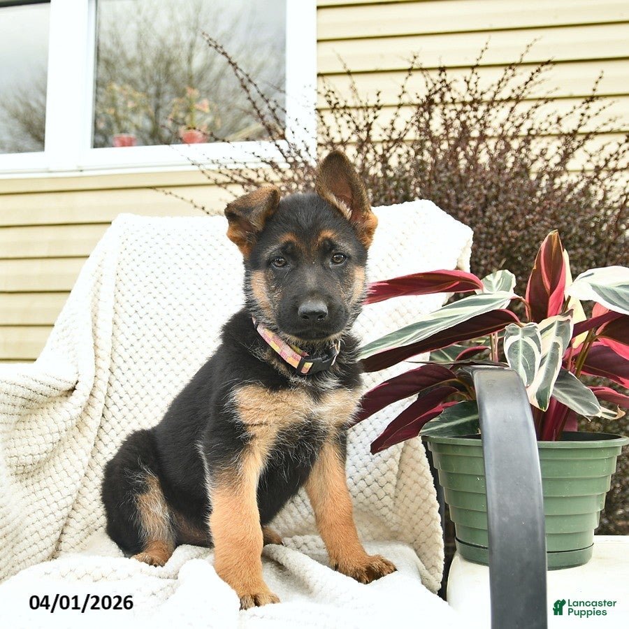 German Shepherd dogs Honey   - Ad 2
