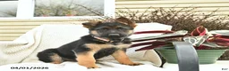 German Shepherd dogs for sale: Honey   - Ad 2