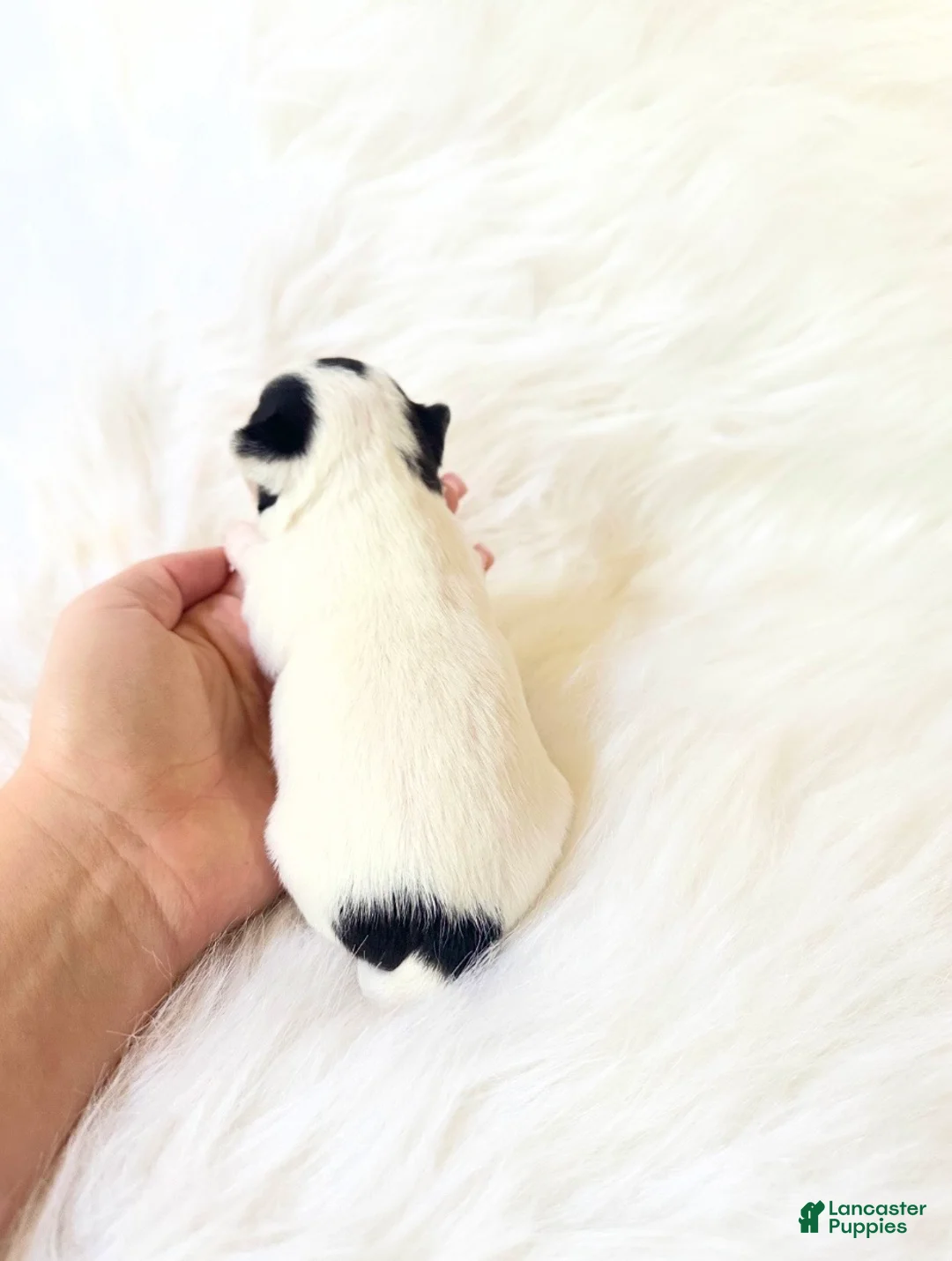 Chihuahua dogs for sale: AKC Ladybug - Ad 5