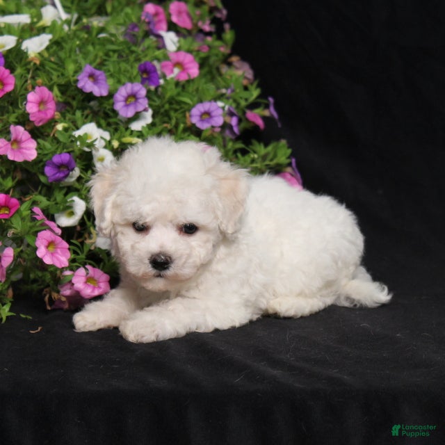 Bichon Frise dogs Kipper - Ad 2