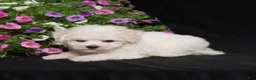 Bichon Frise dogs for sale: Kipper - Ad 2