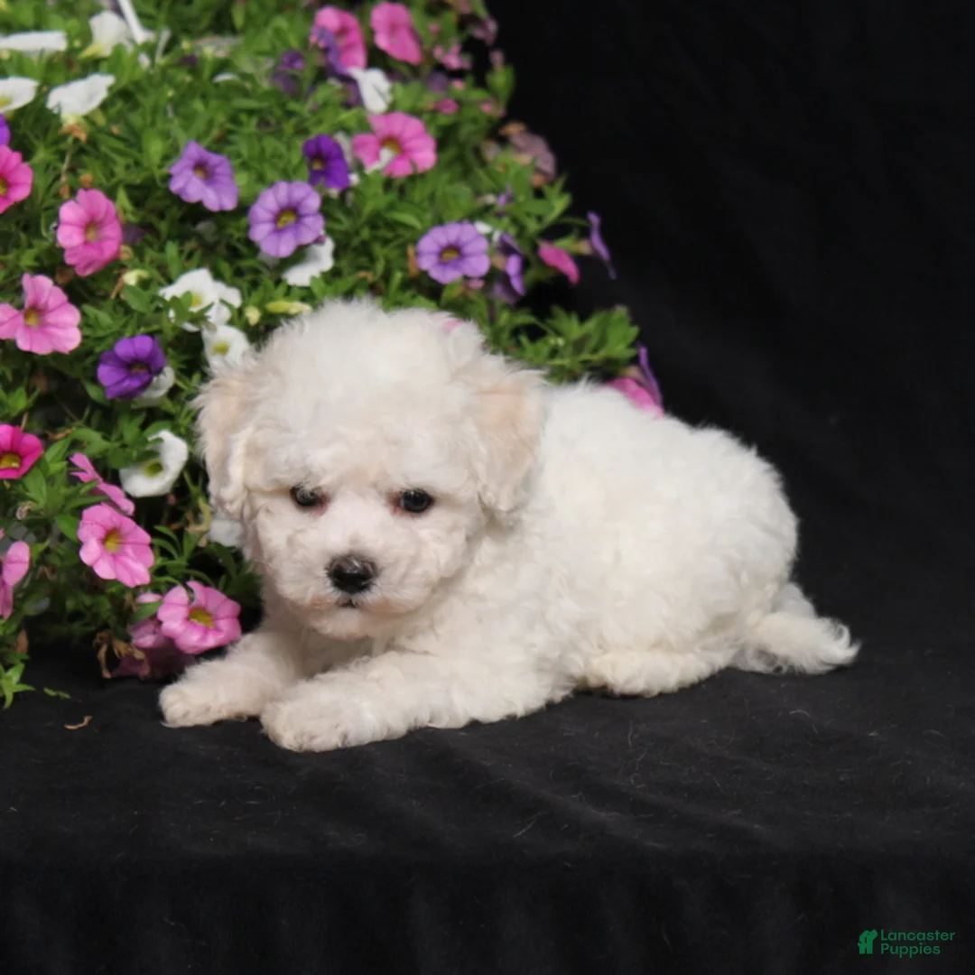 Bichon Frise dogs for sale: Kipper - Ad 2