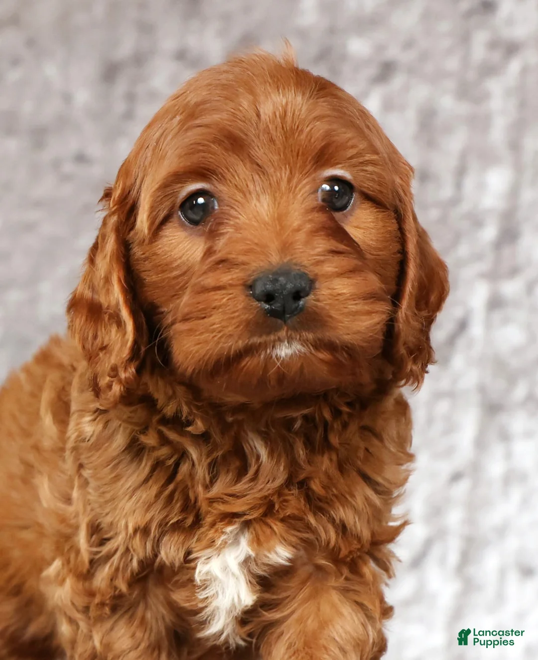 Cavapoo dogs for sale: Mia - Ad 9