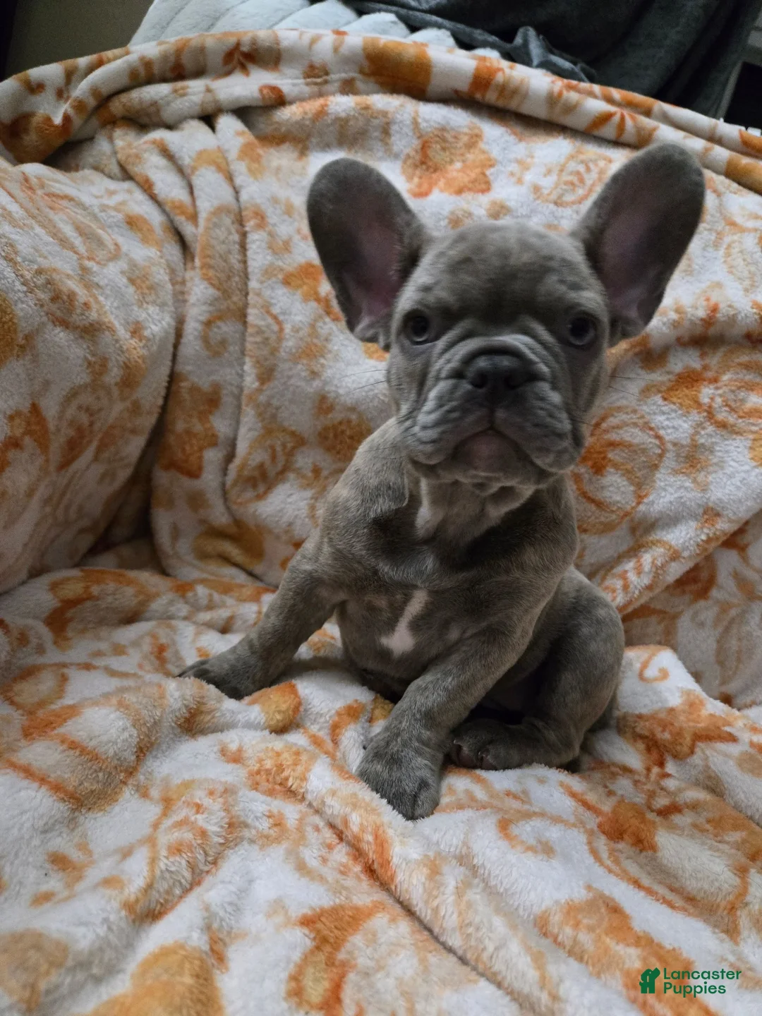 French Bulldog dogs for sale: Sadie bug  - Ad 2