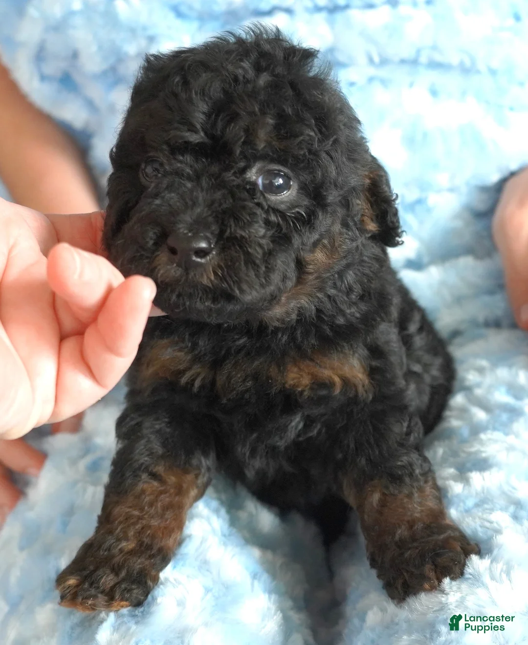 Toy Poodle dogs for sale: Black Red Phantom - Ad 2