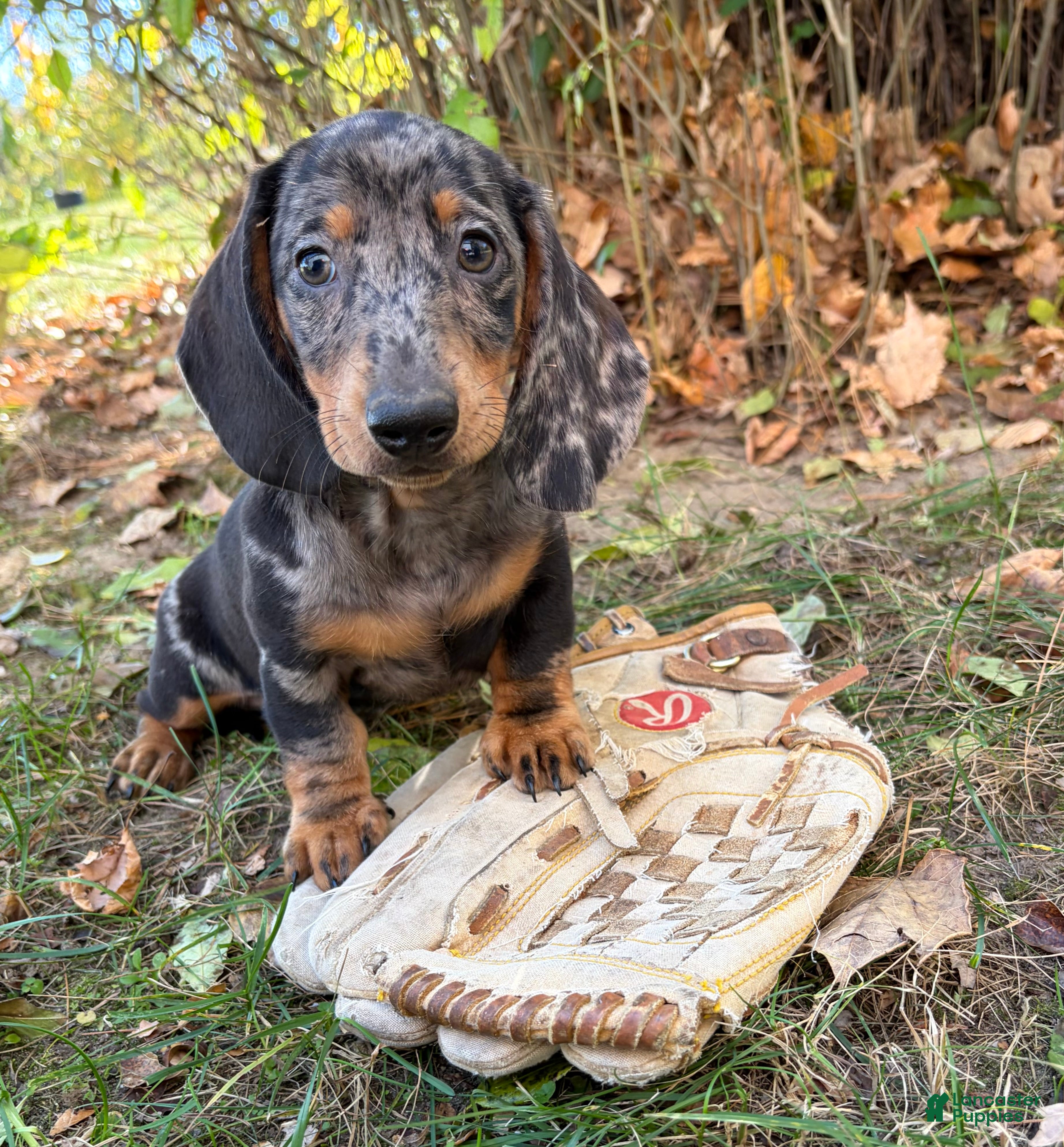 Dachshund dogs for sale: Theo - Ad 2
