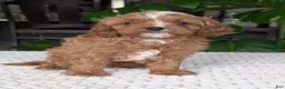 Cavapoo dogs for sale: Myles - Ad 5