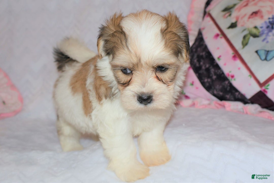 Shihpoo dogs for sale: Evon - Ad 8