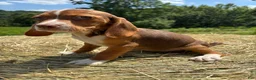 Beagle dogs for sale: Beagle 3 - Ad 2
