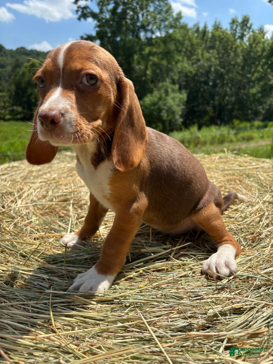 Beagle dogs for sale: Beagle 3 - Ad 2