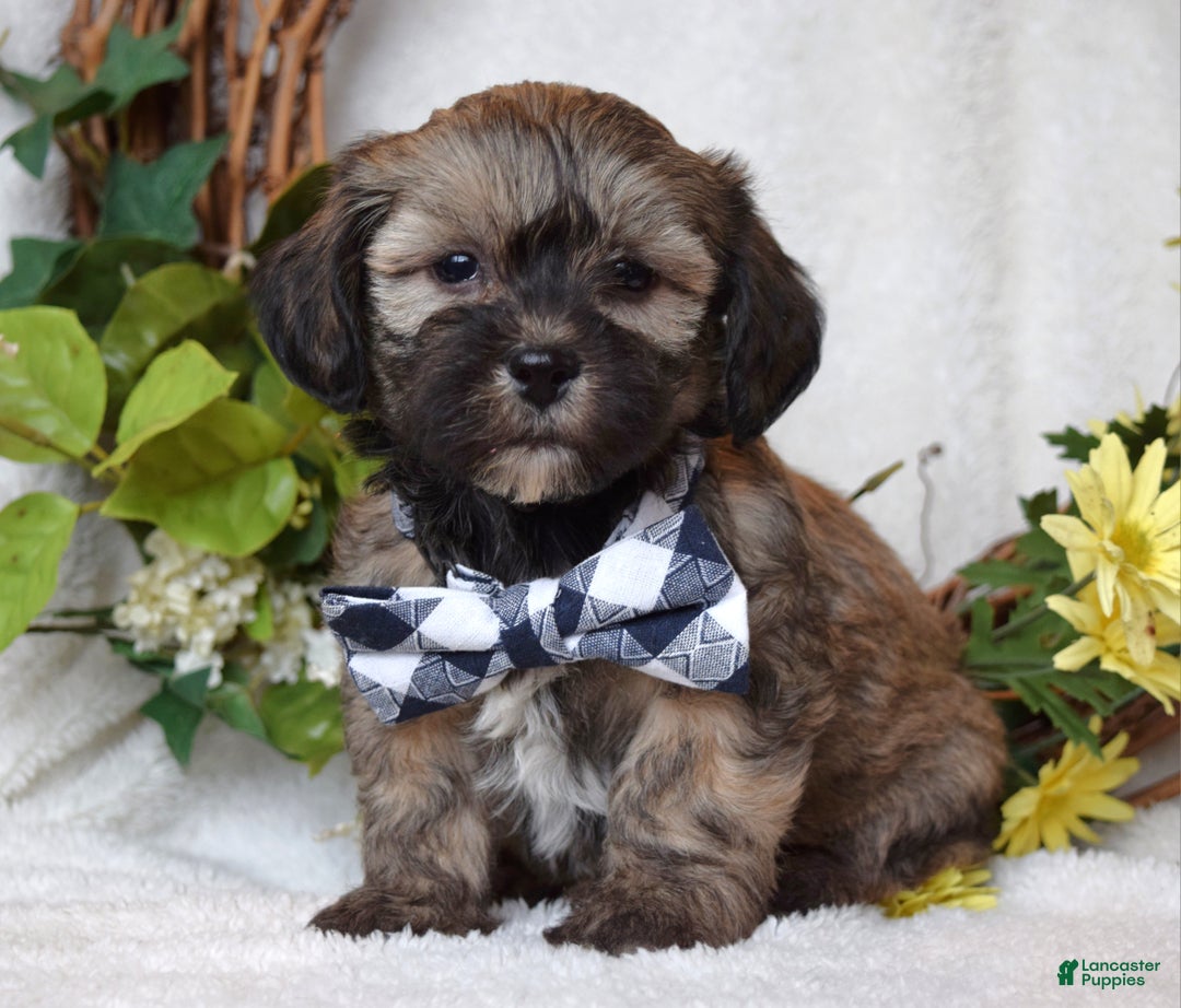 Teddy Bear dogs for sale: Bandit - Ad 5