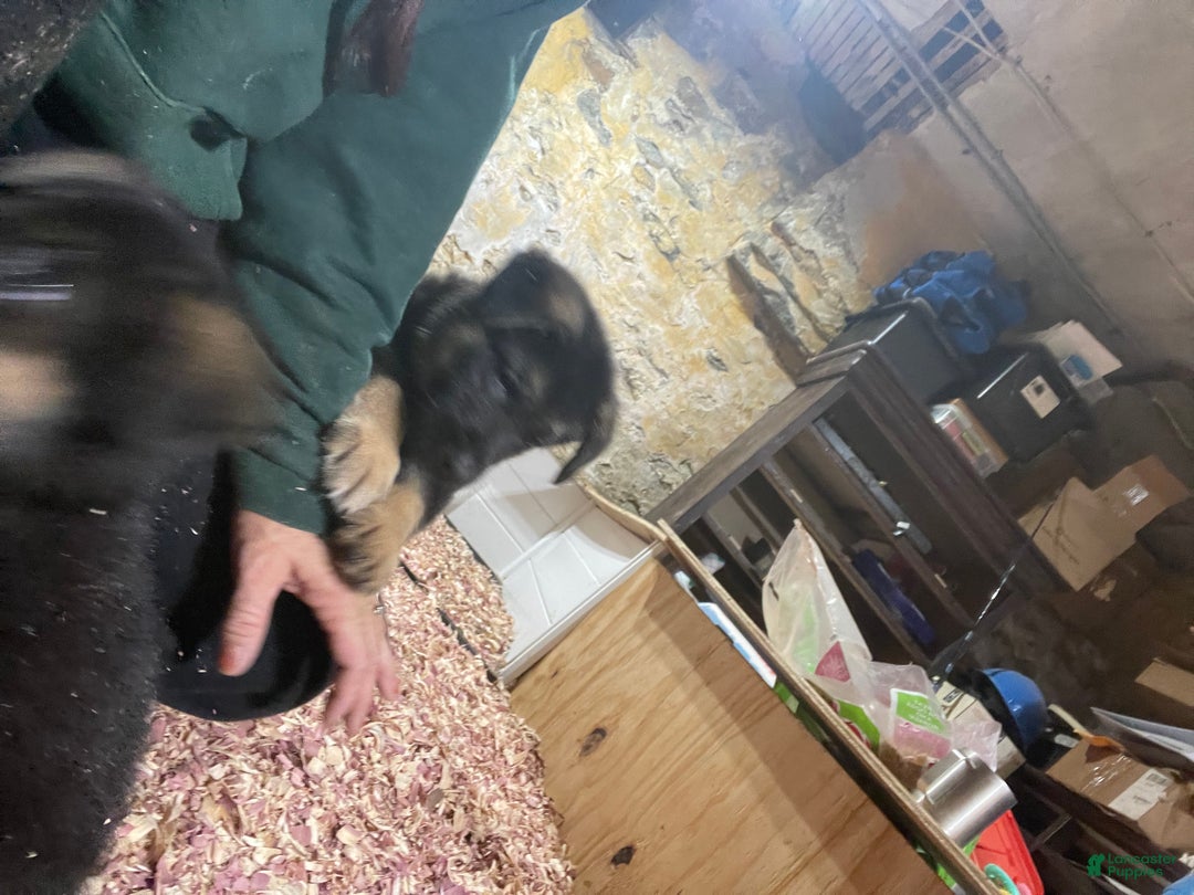 German Shepherd dogs for sale: Sugar/purple collar - Ad 16