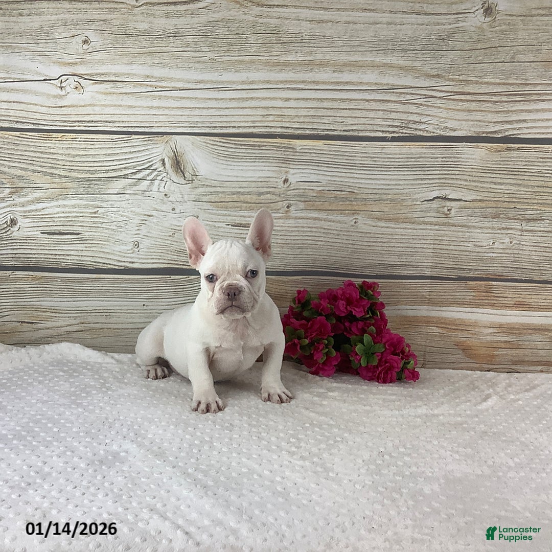 French Bulldog dogs for sale: Kody - Ad 4
