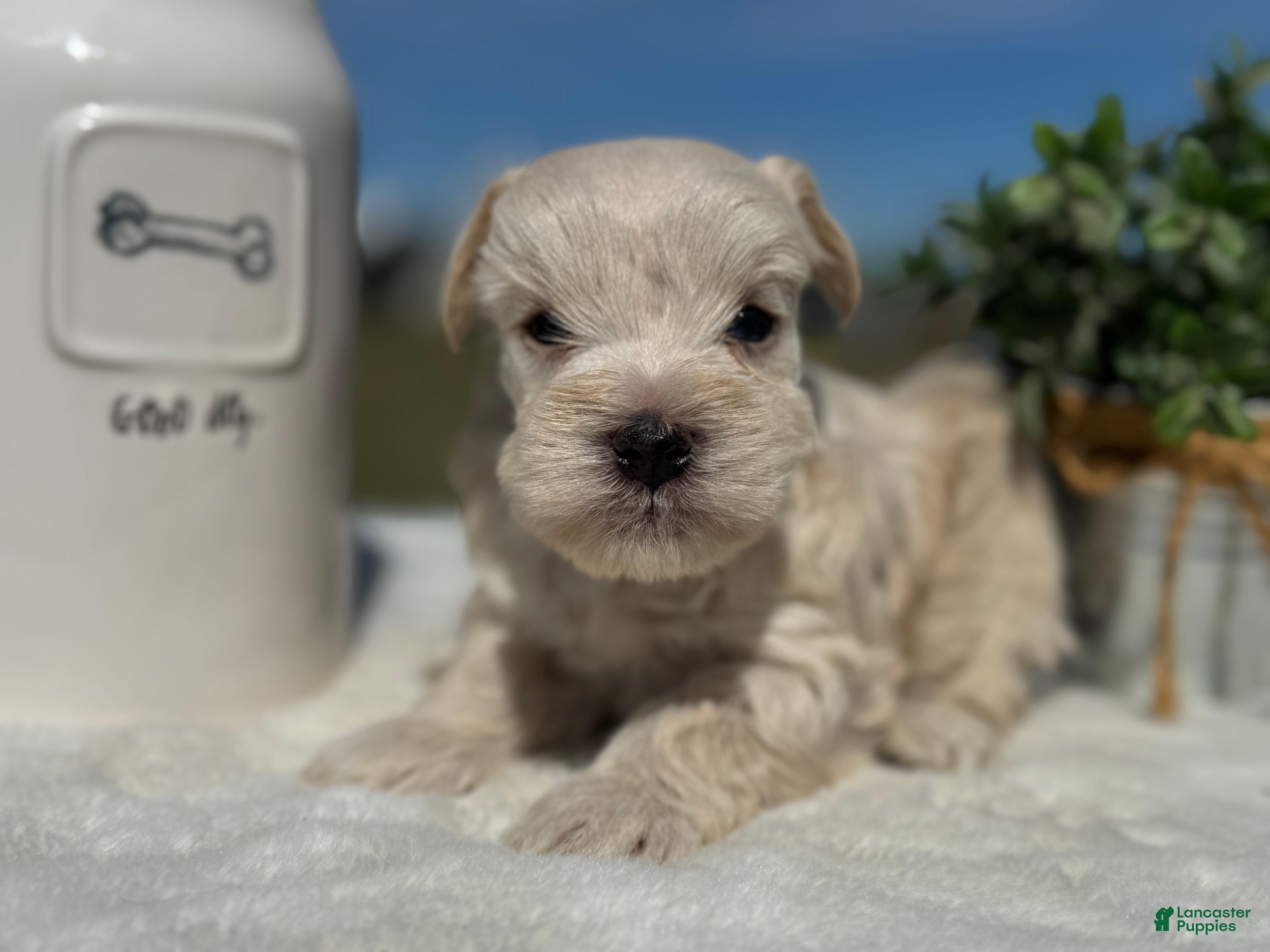 Miniature Schnauzer dogs Mr Sleet - Ad 1