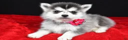Pomsky dogs for sale: Jean - Ad 2