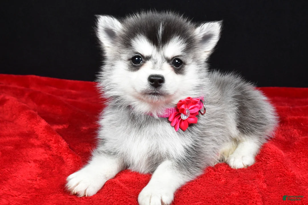 Pomsky dogs for sale: Jean - Ad 2