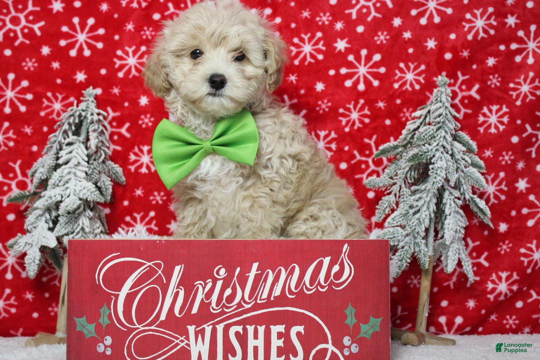 Havapoo dogs for sale: Waltz - Ad 8