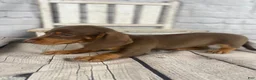 Miniature Dachshund dogs for sale: Holly - Ad 13