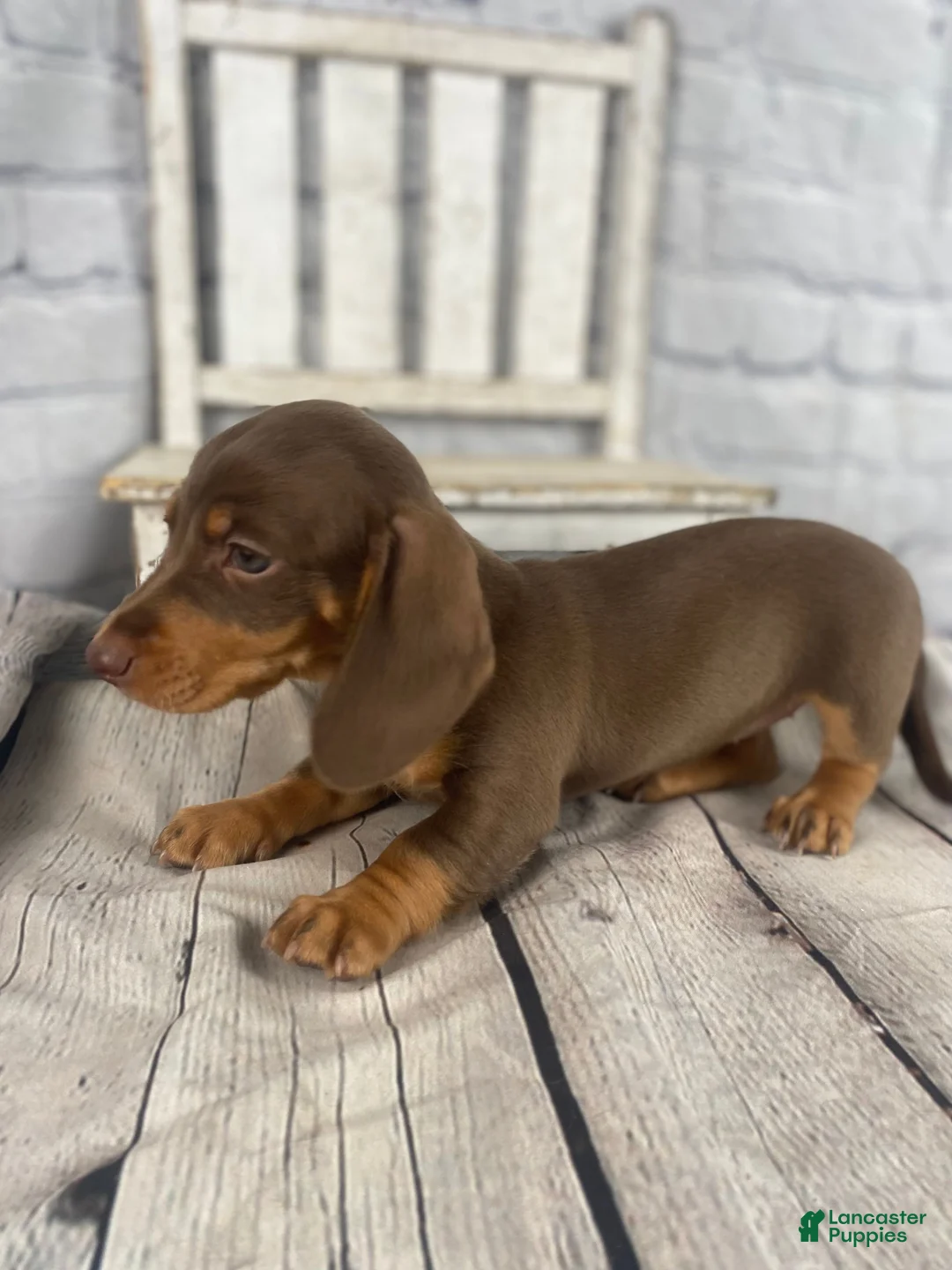 Miniature Dachshund dogs for sale: Holly - Ad 13
