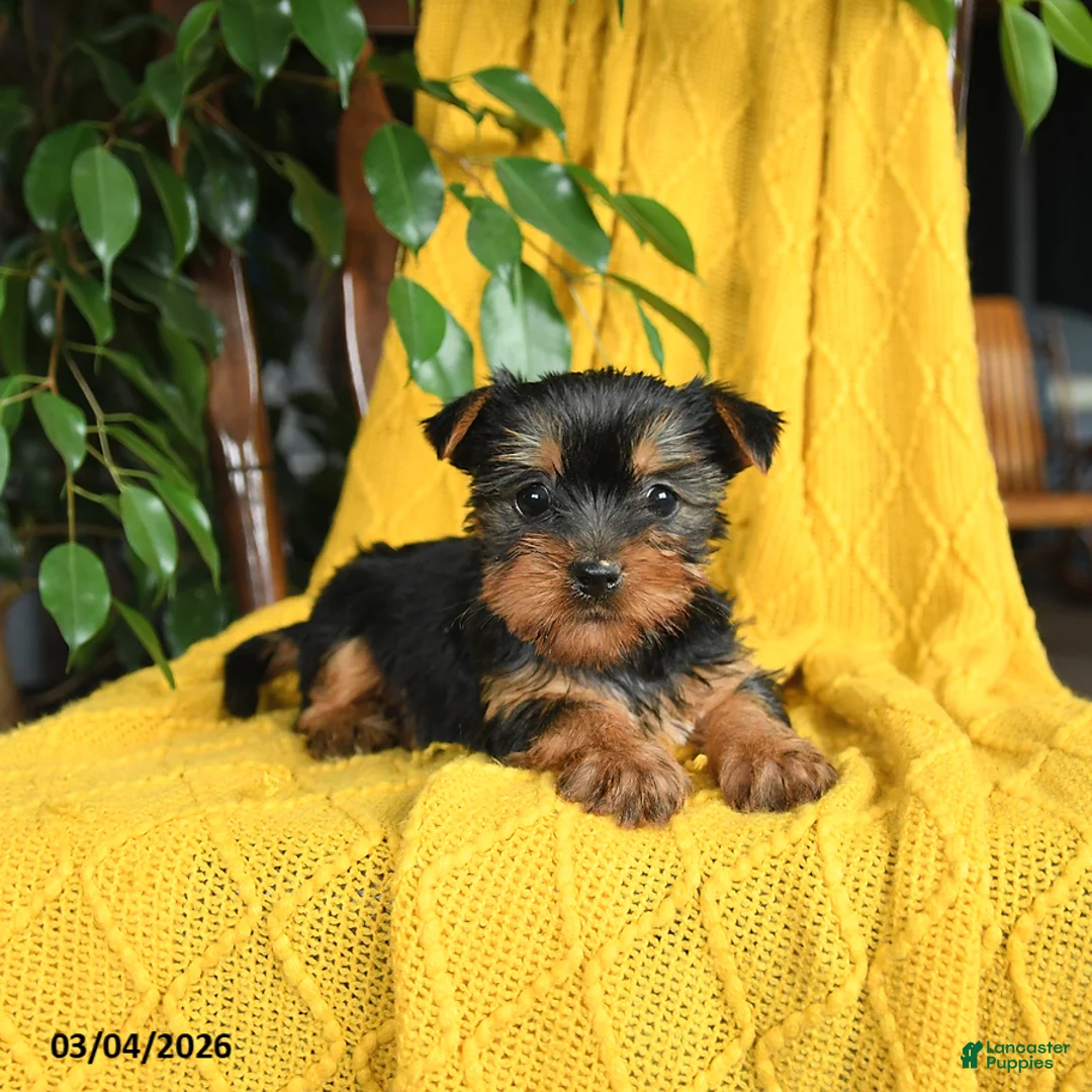 Yorkshire Terrier dogs for sale: Nina - Ad 3