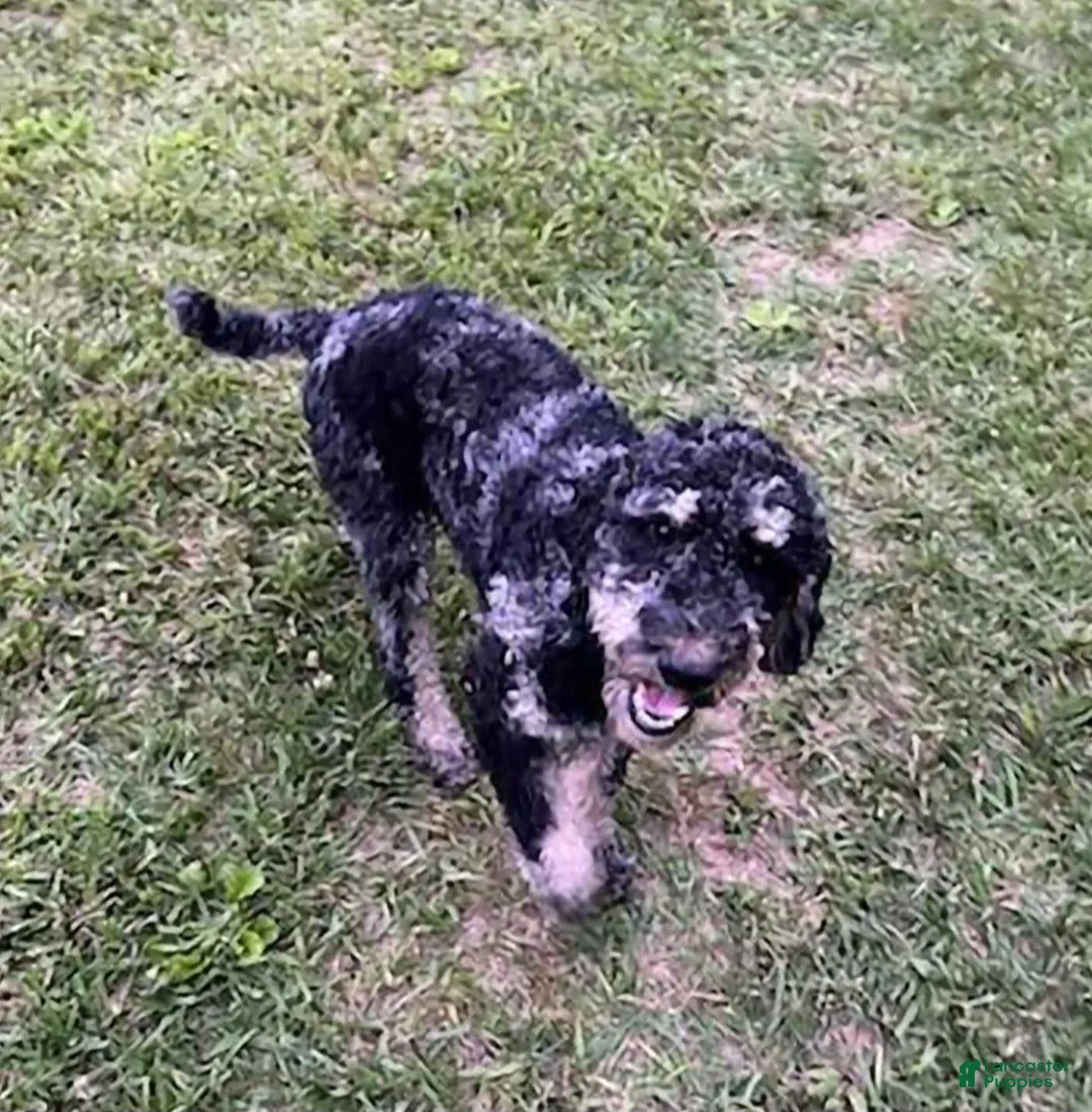 Sheepadoodle dogs for sale: Sheepadoodle Puppy 7 - Ad 3