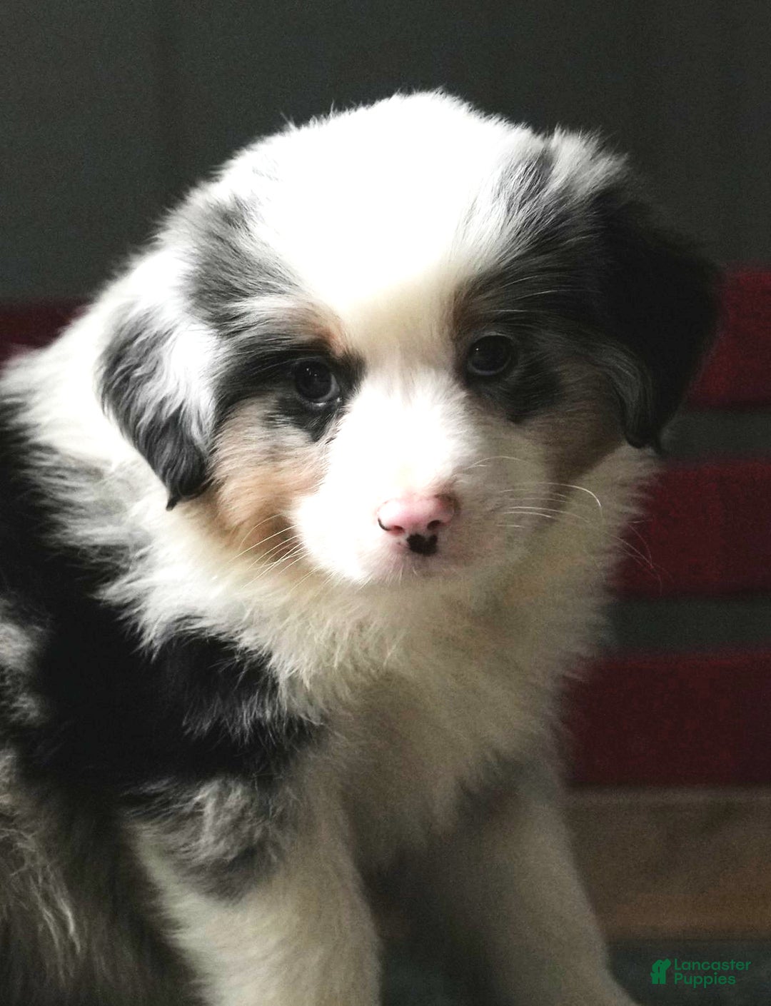 Miniature Australian Shepherd dogs for sale: Darrel - Ad 9