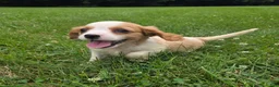 Cavalier King Charles Spaniel dogs for sale: Rider - Ad 6