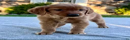 Golden Retriever dogs for sale: Lilly - Ad 3