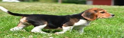 Beagle dogs for sale: Cassidy - Ad 3
