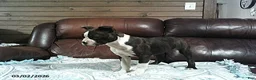 Boston Terrier dogs for sale: Hailey - Ad 3