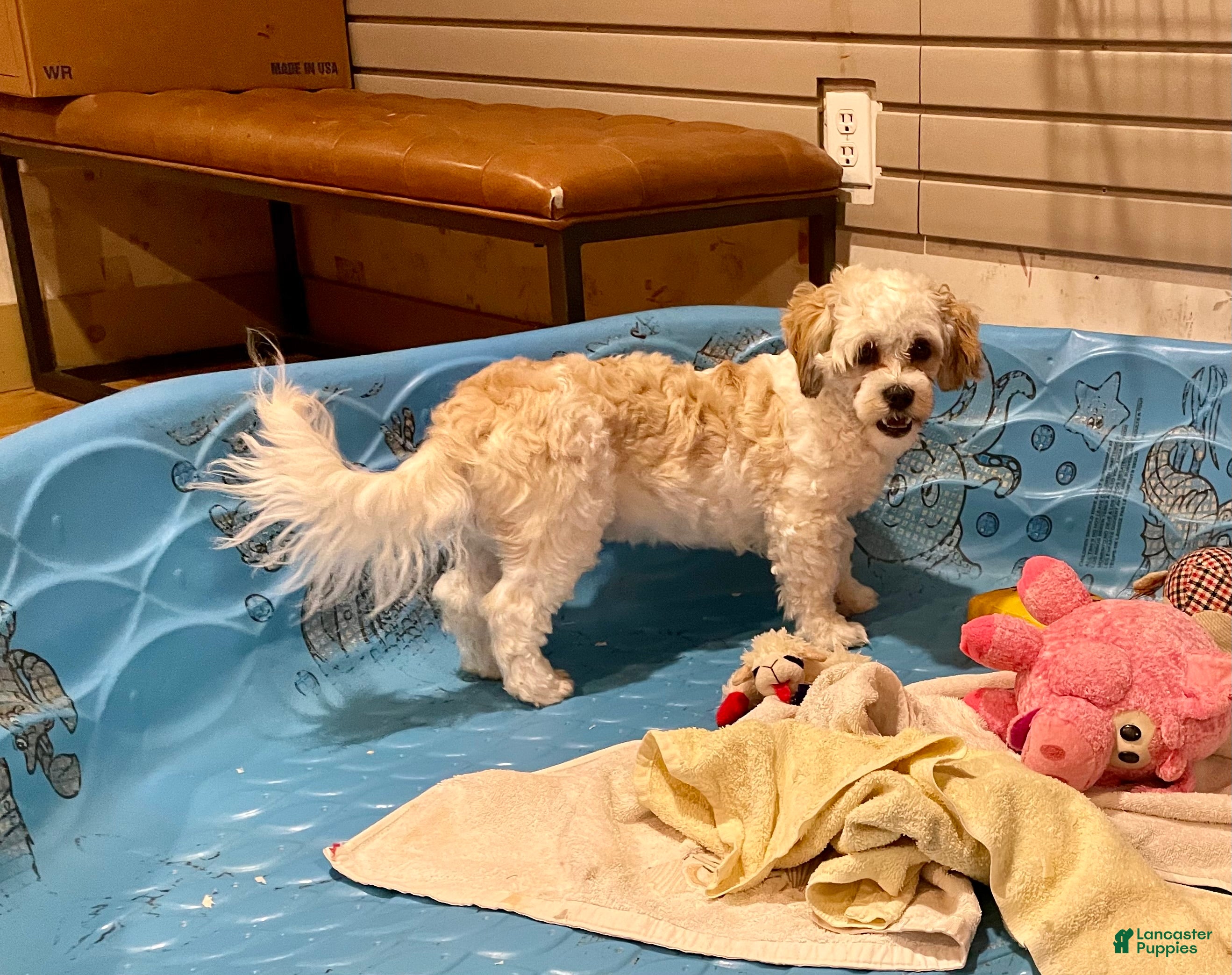 Teddy Bear dogs Adam - Ad 2