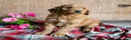 Goldendoodle dogs for sale: Flash - Ad 1