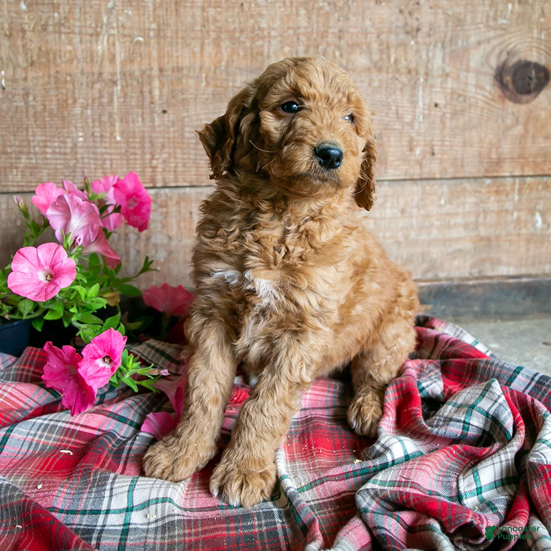 Goldendoodle dogs for sale: Flash - Ad 1