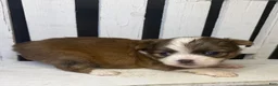 Chihuahua dogs for sale: Rocky - Ad 14