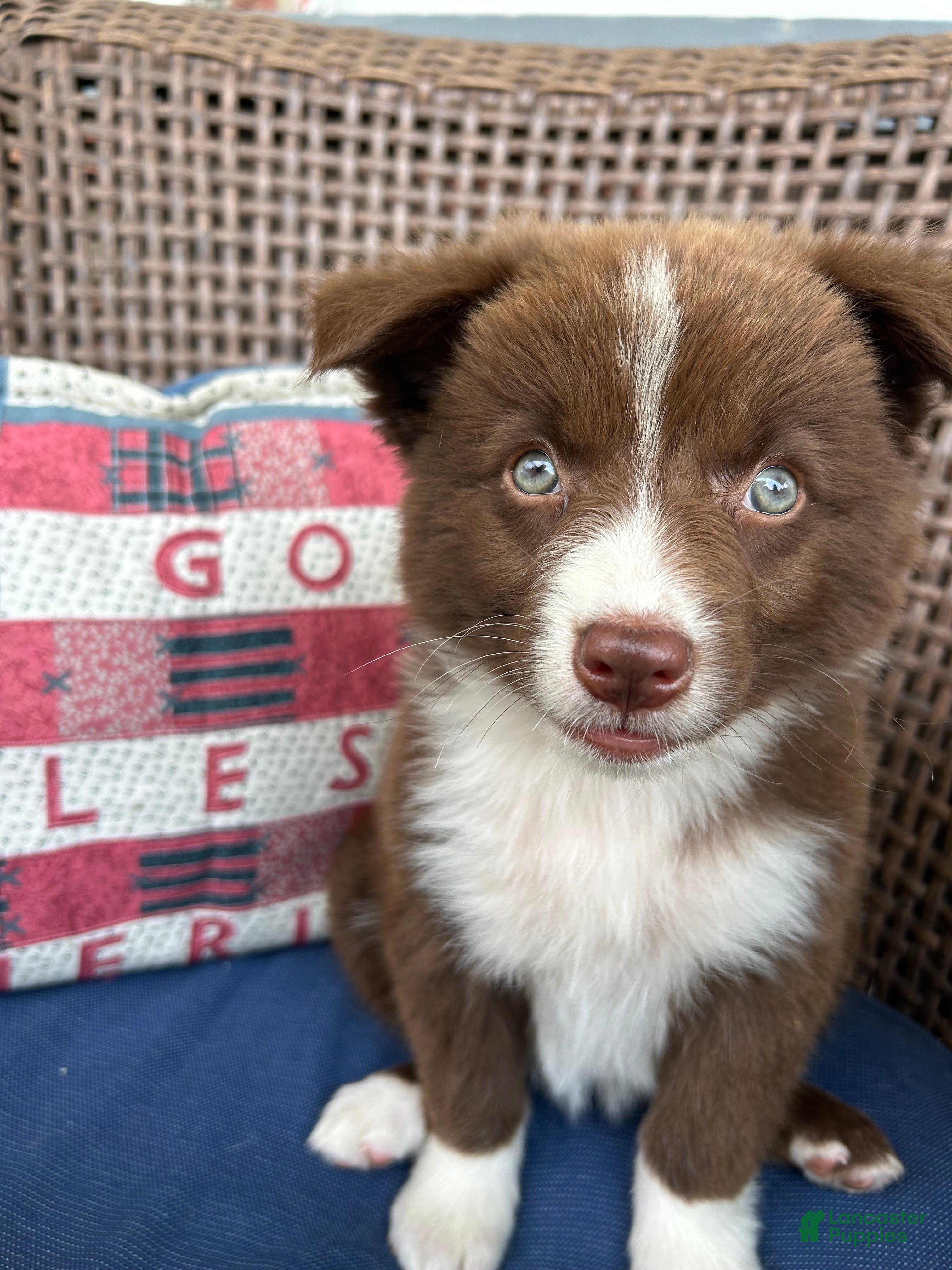 Australian Shepherd dogs Cora - Ad 39