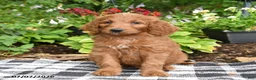 Goldendoodle dogs for sale: Richie - Ad 3