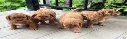 Cavapoo dogs for sale: Judd - Ad 16