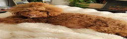 Mini Goldendoodle dogs for sale: Chanel  - Ad 3