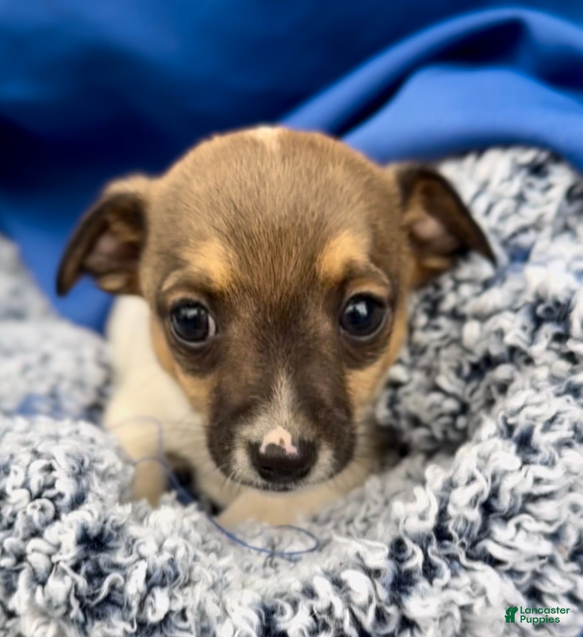 Jack Russell Terrier dogs Biscuit - Ad 16