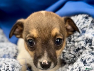 Jack Russell Terrier dogs Biscuit - Ad 16