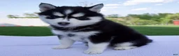 Pomsky dogs for sale: Savannah - Ad 1