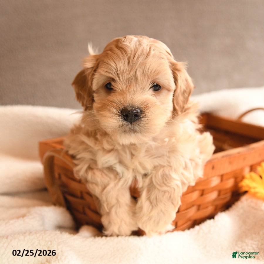 Cockapoo dogs Pal  - Ad 1