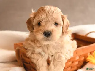 Cockapoo dogs for sale: Pal - Ad 4