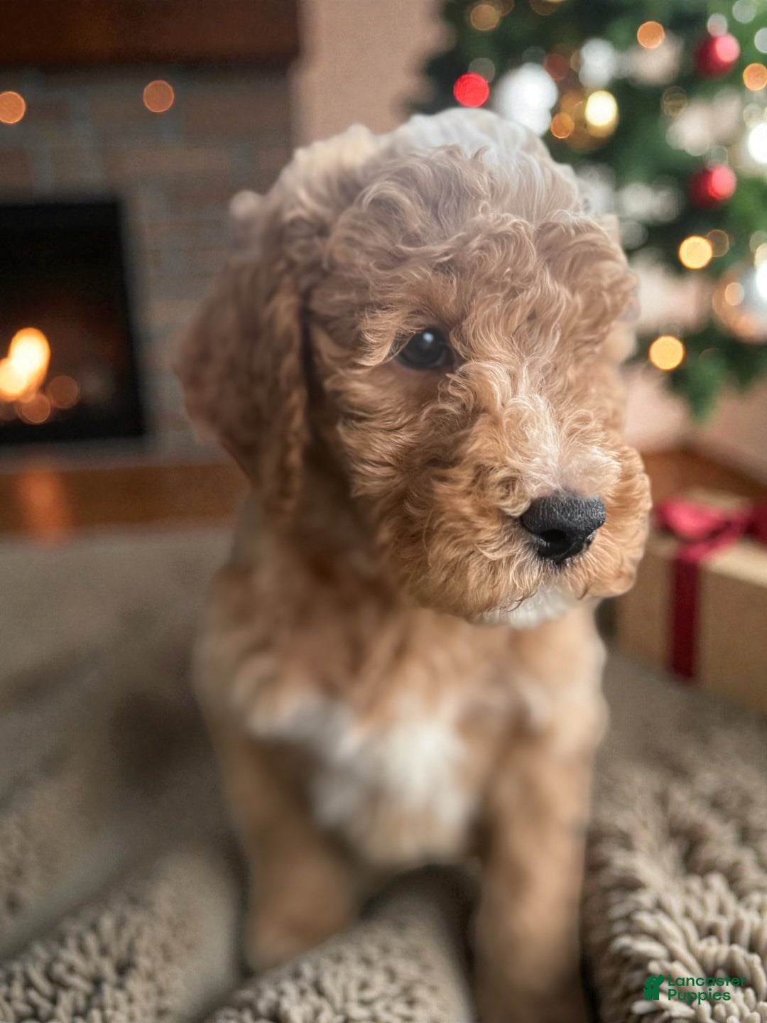 Mini Goldendoodle dogs for sale: Mini Goldendoodle Puppy 6 - Ad 1