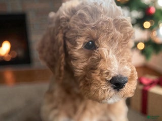 Mini Goldendoodle dogs Mini Goldendoodle Puppy 6 - Ad 16